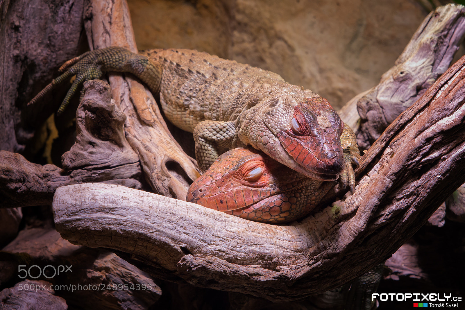Nikon D600 sample photo. Drac na krokod lovit photography