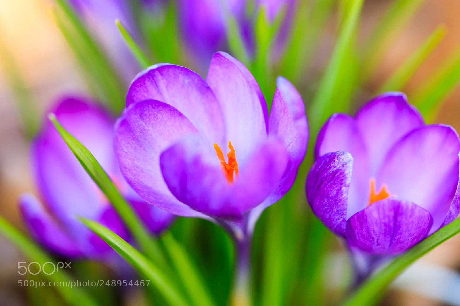 Canon EOS 5D Mark IV sample photo. Spring crocus photography