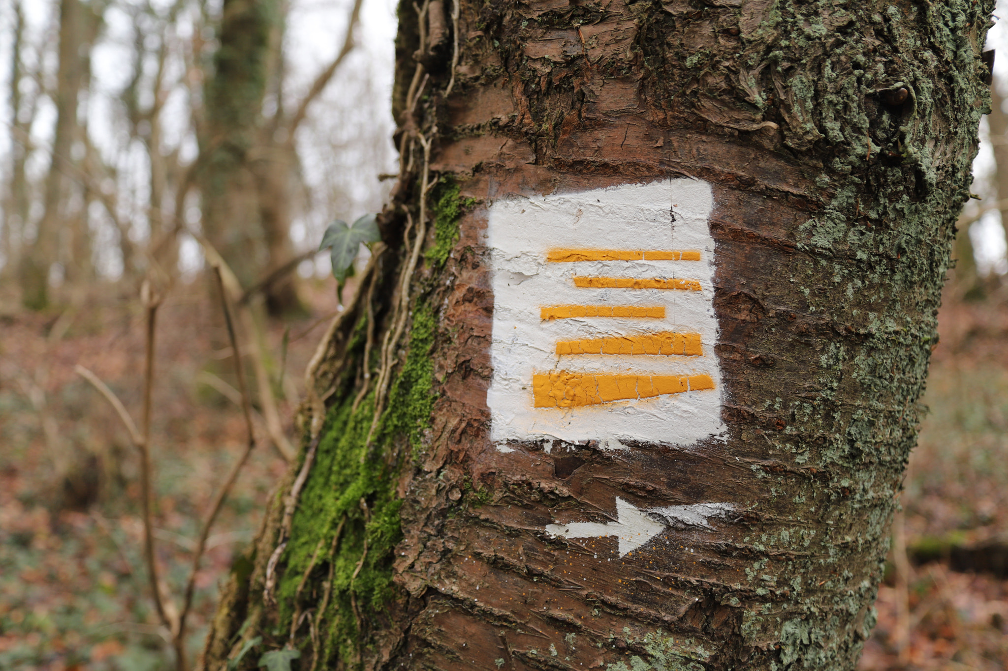 Canon EF 28-135mm F3.5-5.6 IS USM sample photo. Follow the trees photography