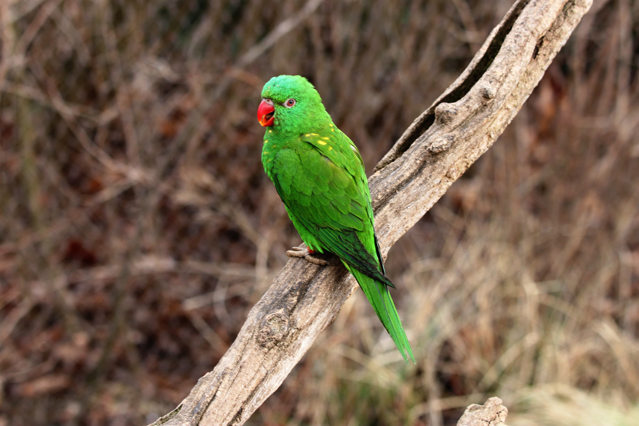 Tamron SP 150-600mm F5-6.3 Di VC USD sample photo. Img photography