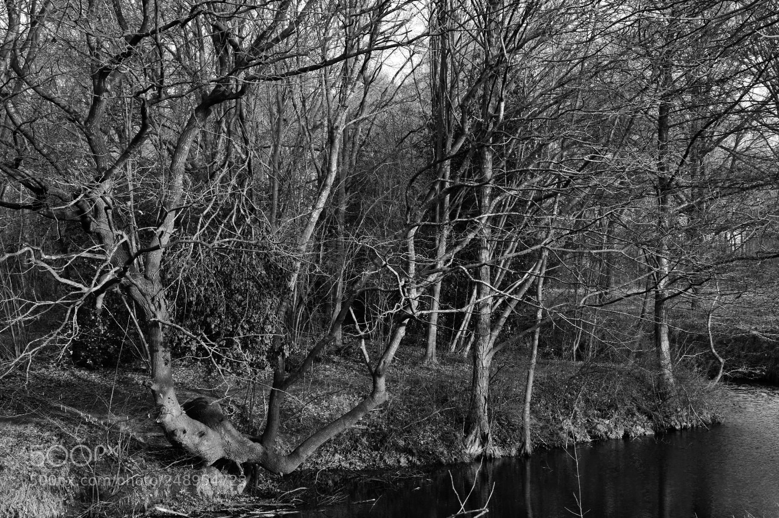 Nikon D7200 sample photo. Bourtange photography