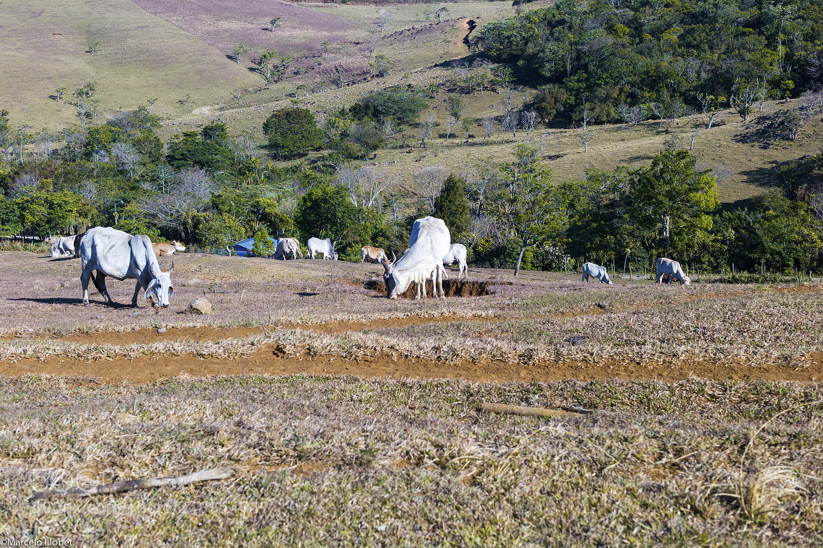 Leica M9 sample photo. L1000055-finca libertad pura. photography