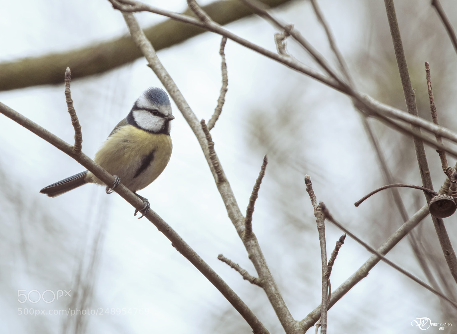 Nikon D500 sample photo. Blue tit photography