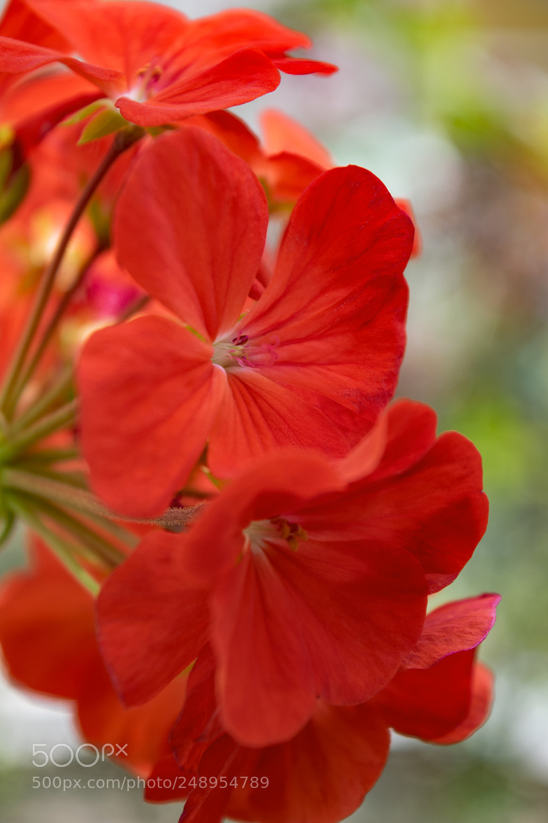 Nikon D3300 sample photo. A view of love photography
