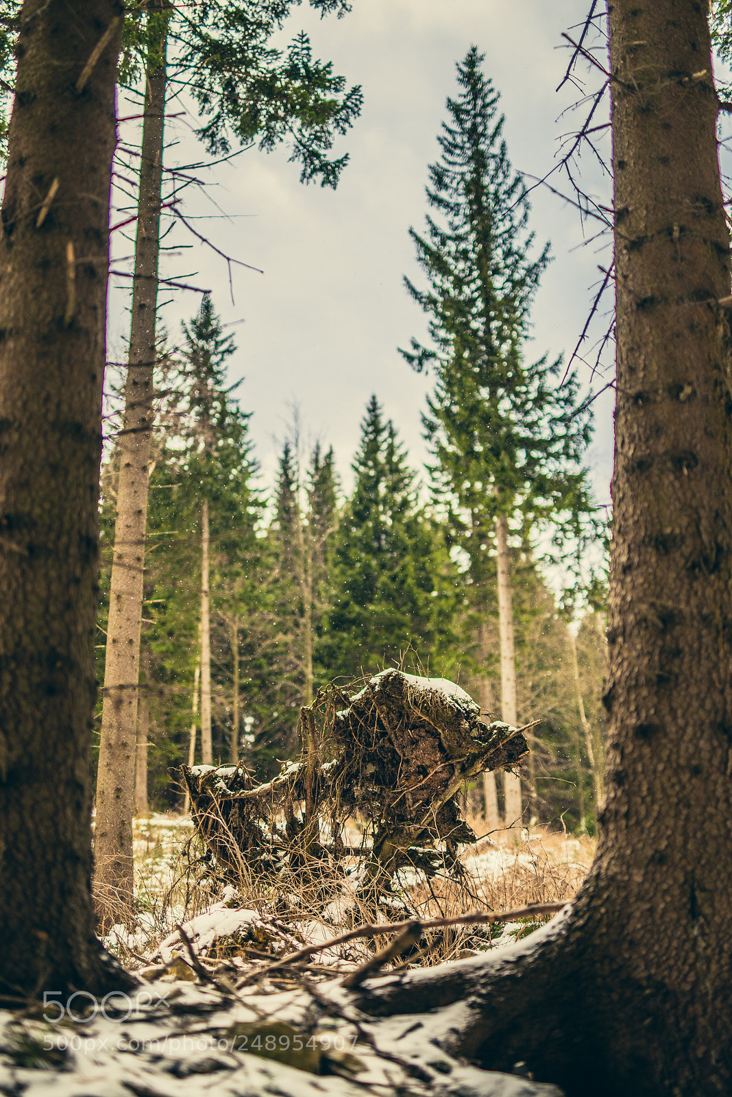 Nikon D810 sample photo. I'm walking to the photography