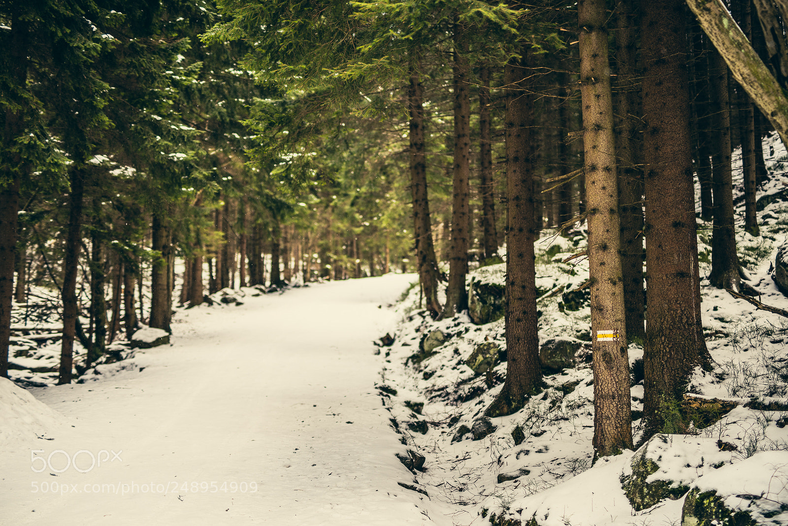 Nikon D810 sample photo. I'm walking to the photography