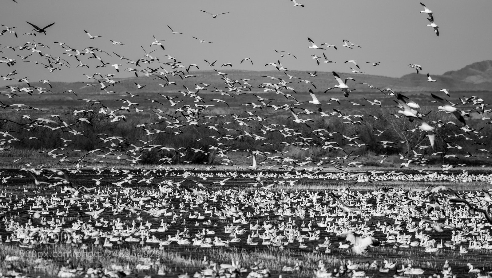 Canon EOS 5D Mark IV sample photo. Geese blastoff photography