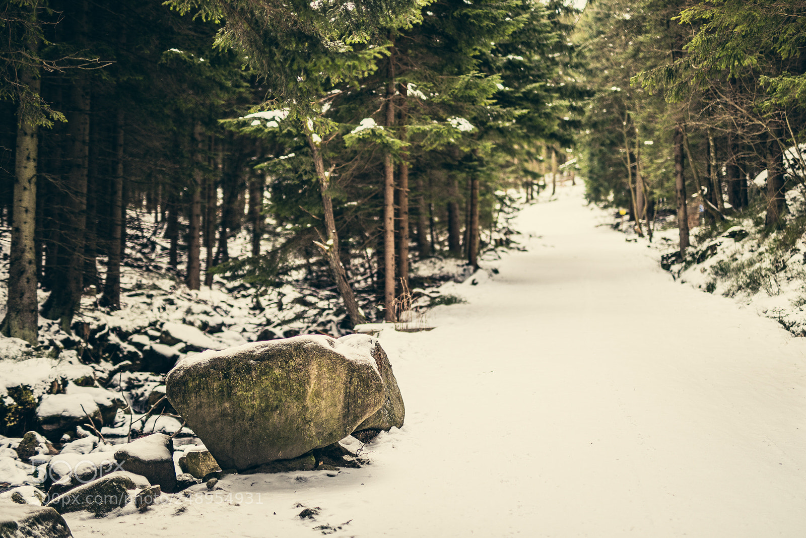 Nikon D810 sample photo. I'm walking to the photography
