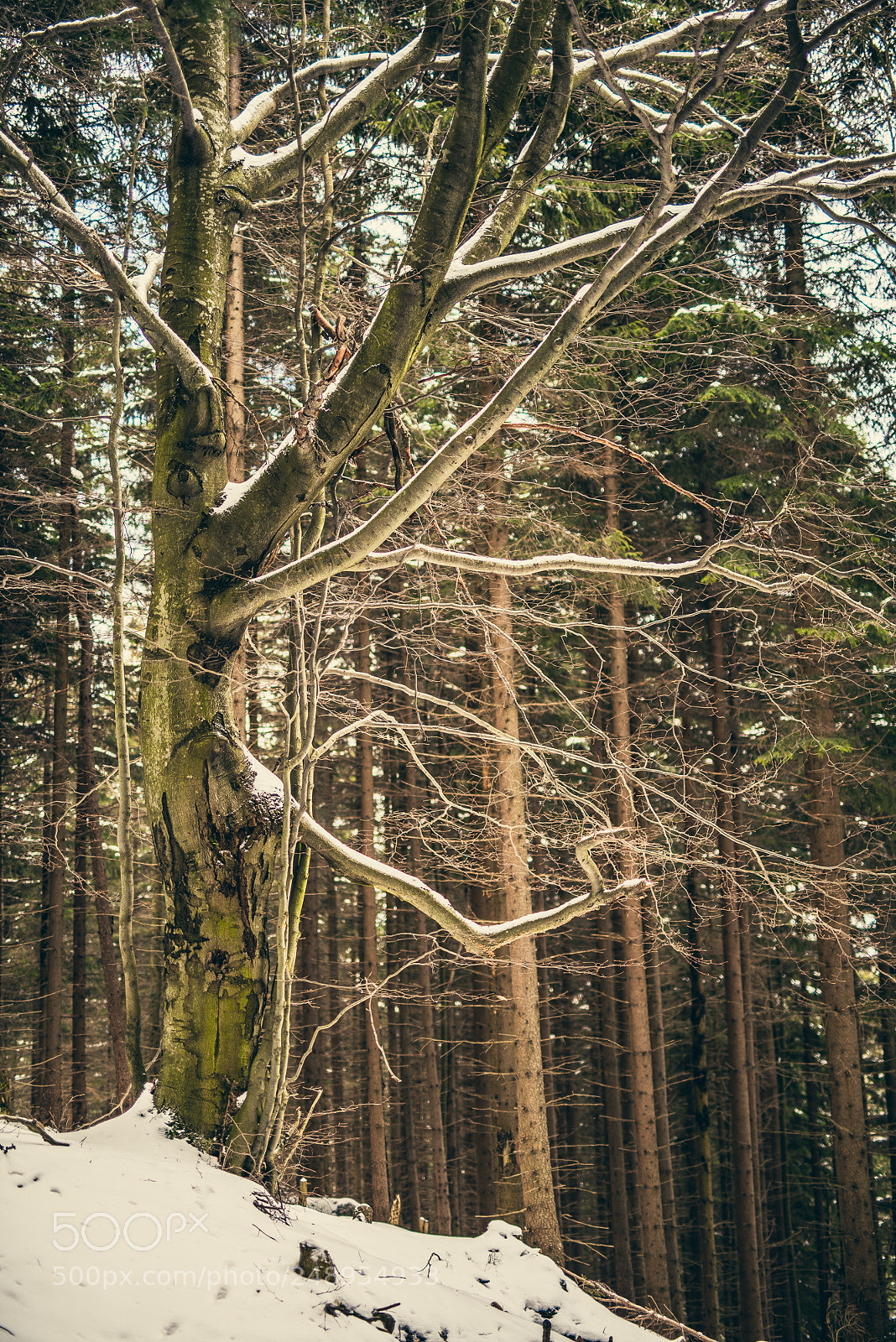 Nikon D810 sample photo. I'm walking to the photography