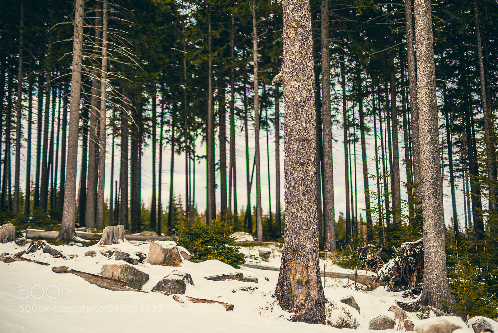 Nikon D810 sample photo. I'm walking to the photography