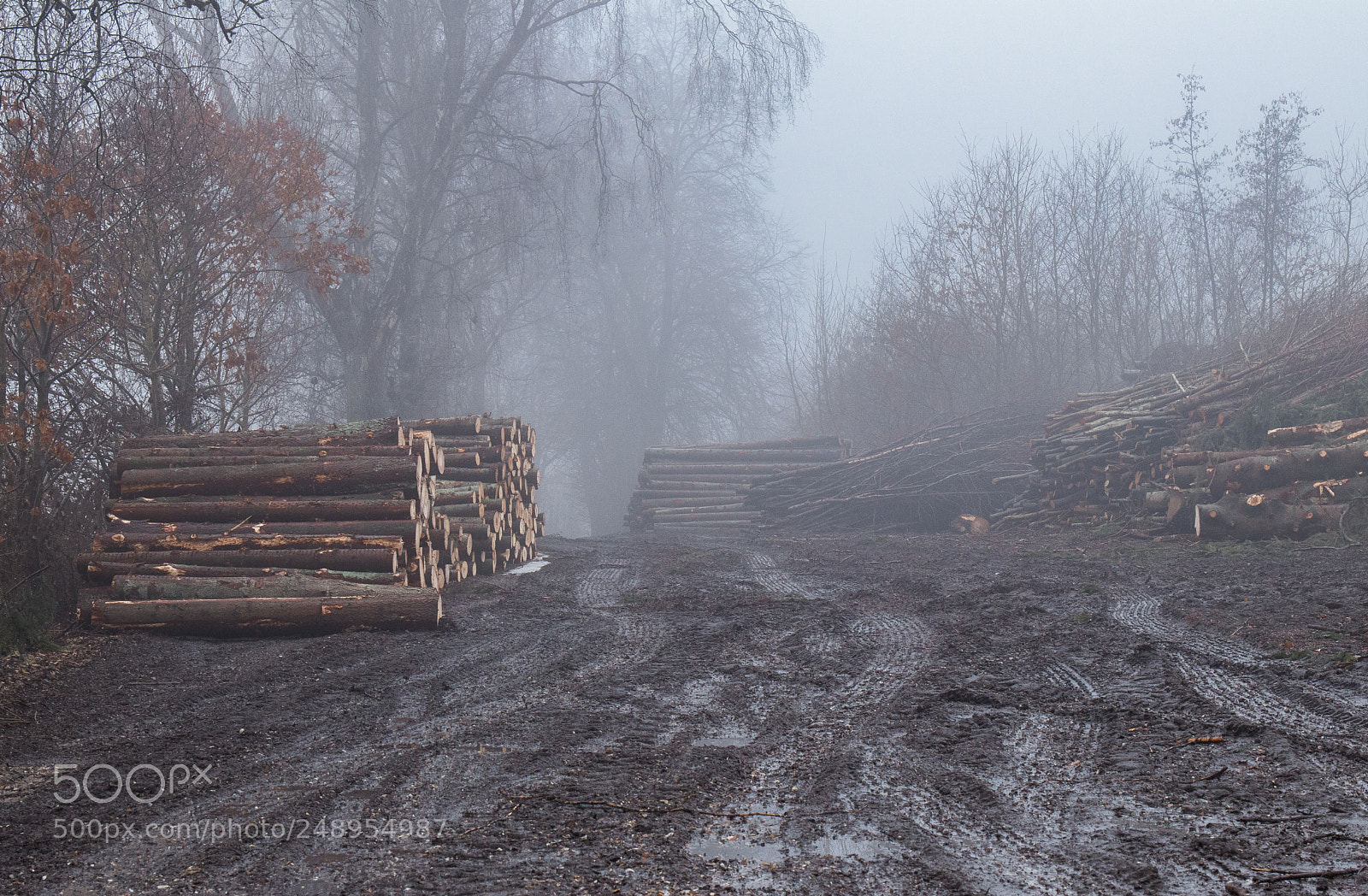Canon EOS 77D (EOS 9000D / EOS 770D) sample photo. Forestry in fog photography