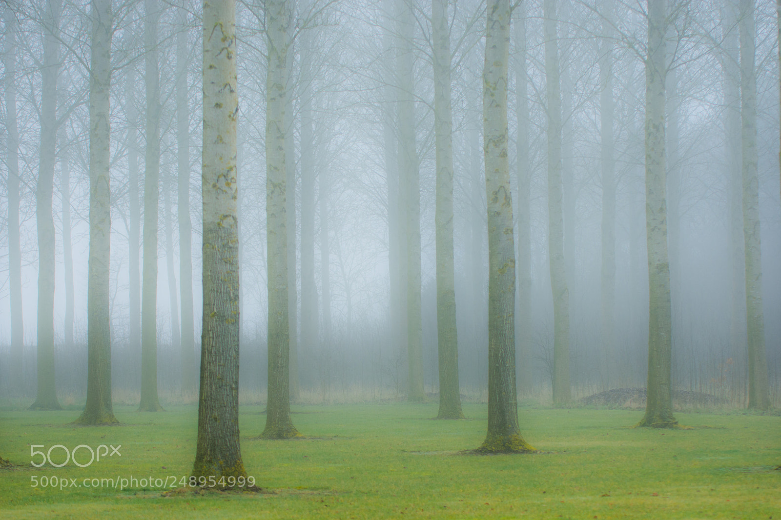 Nikon D7100 sample photo. Misty morning photography