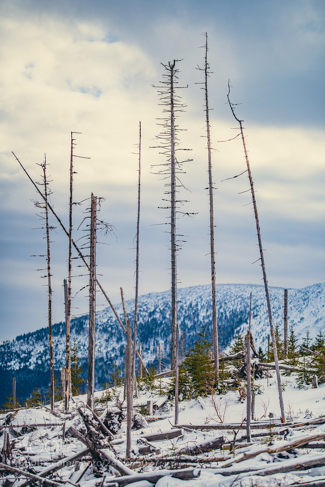 Nikon D810 sample photo. I'm walking to the photography