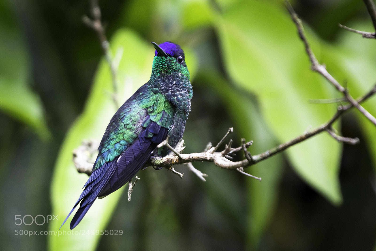 Nikon D7100 sample photo. Colibri de fronte violeta photography