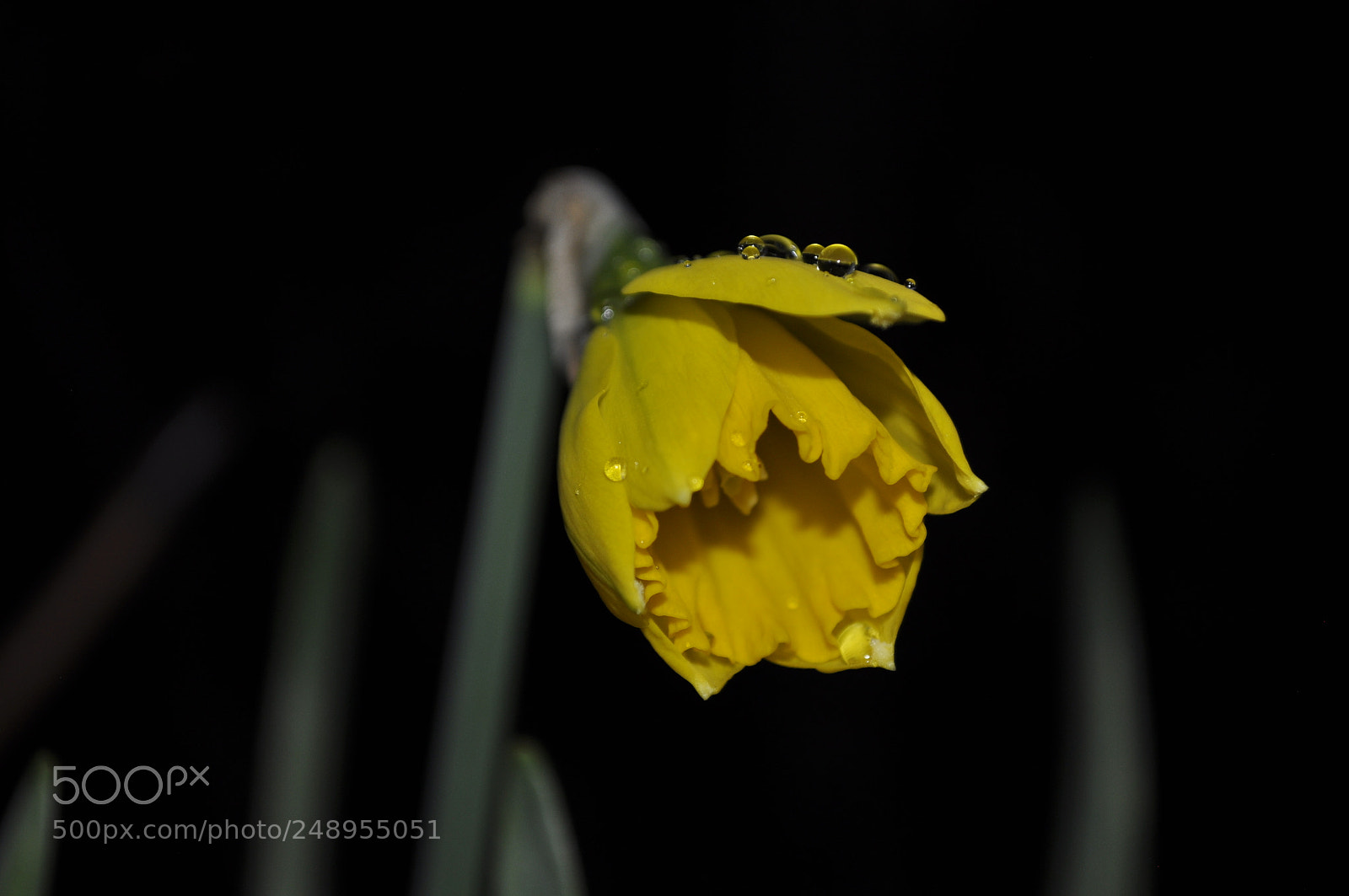Nikon D5000 sample photo. Reborning photography