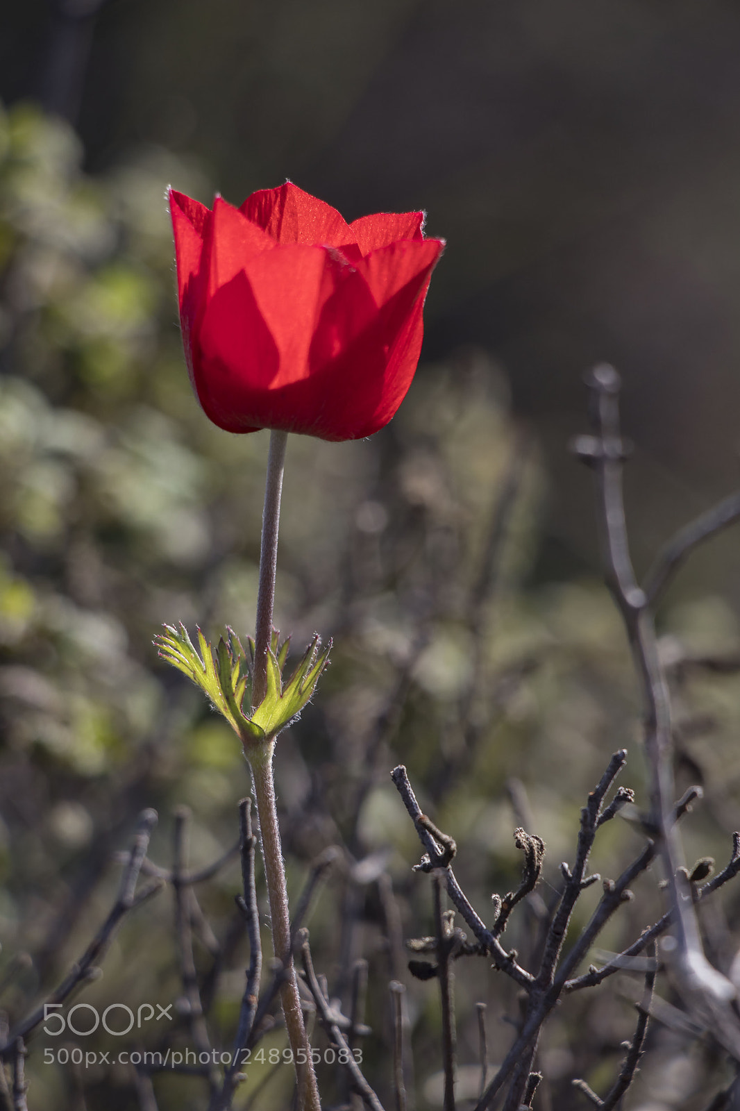 Canon EOS 77D (EOS 9000D / EOS 770D) sample photo. Tulip photography