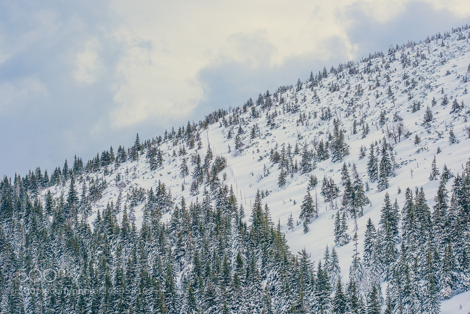 Nikon D810 sample photo. I'm walking in the photography