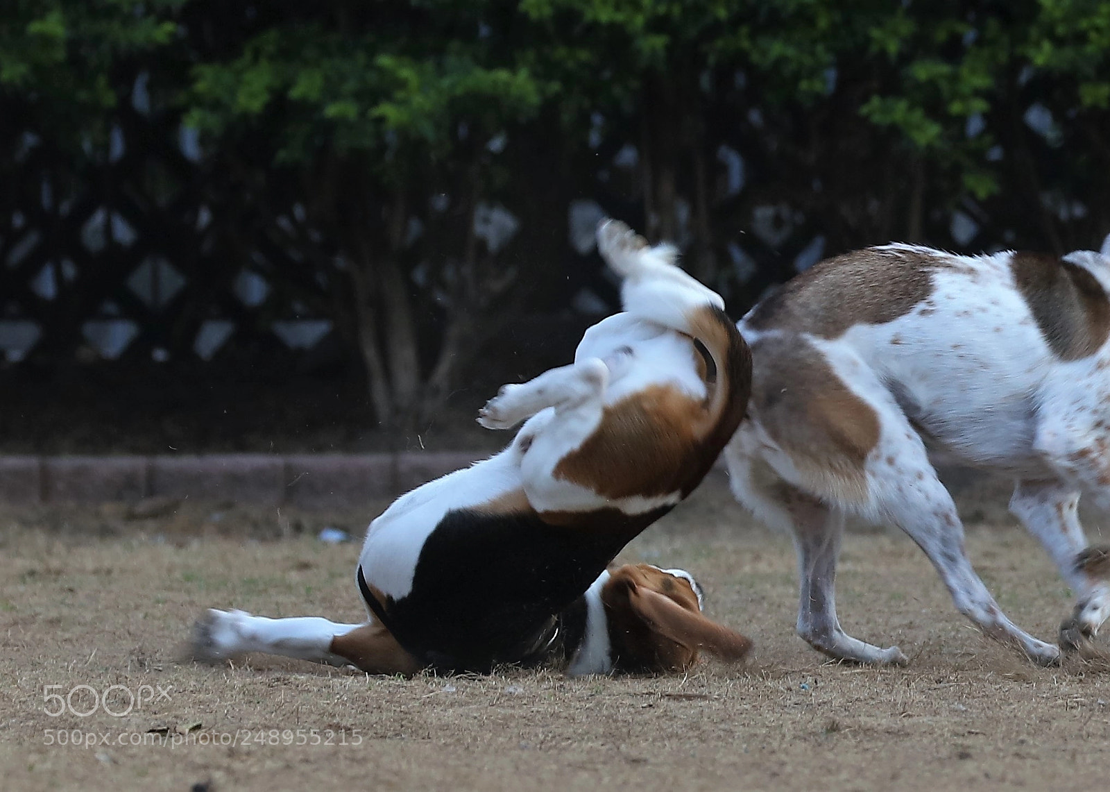 Canon EOS 5DS R sample photo. Speeding is no good photography