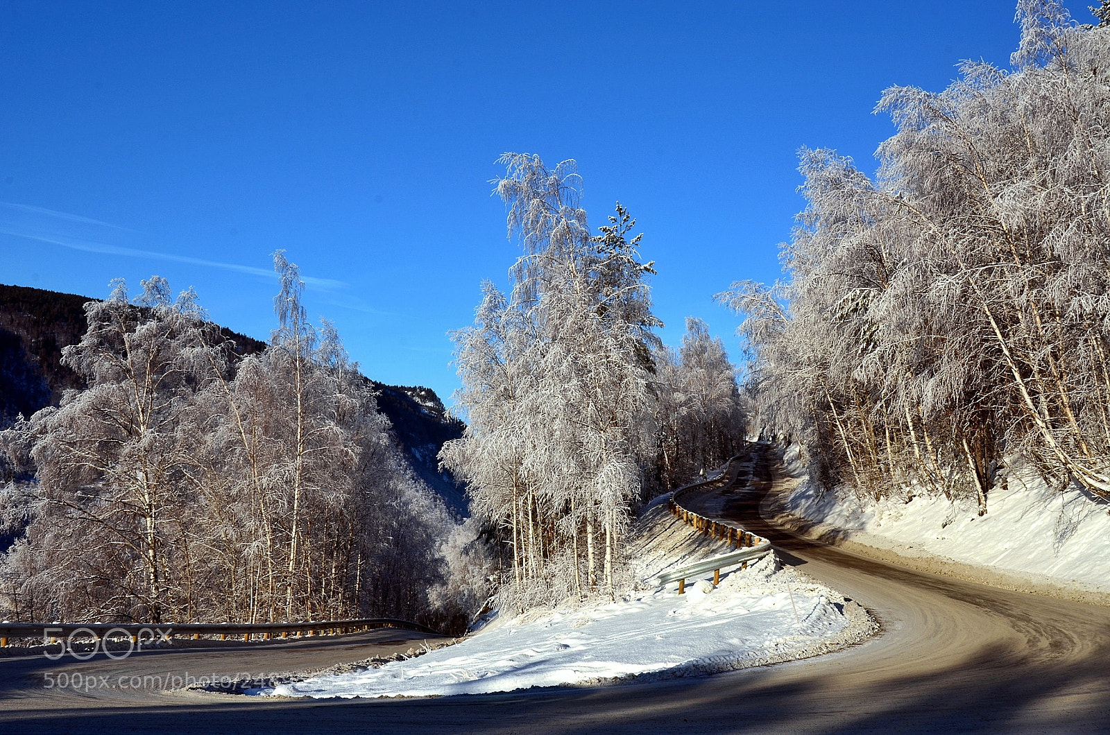 Nikon D7000 sample photo. Frost trees photography