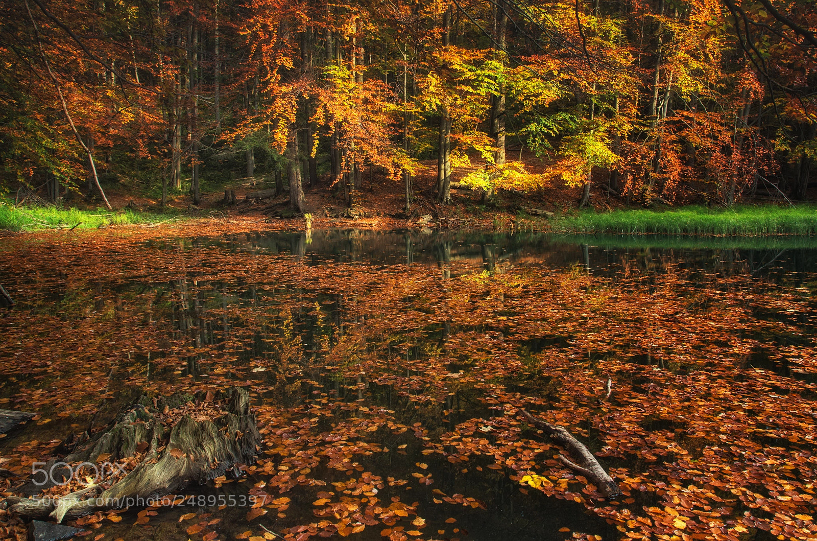 Pentax K-5 II sample photo. Forest lake photography