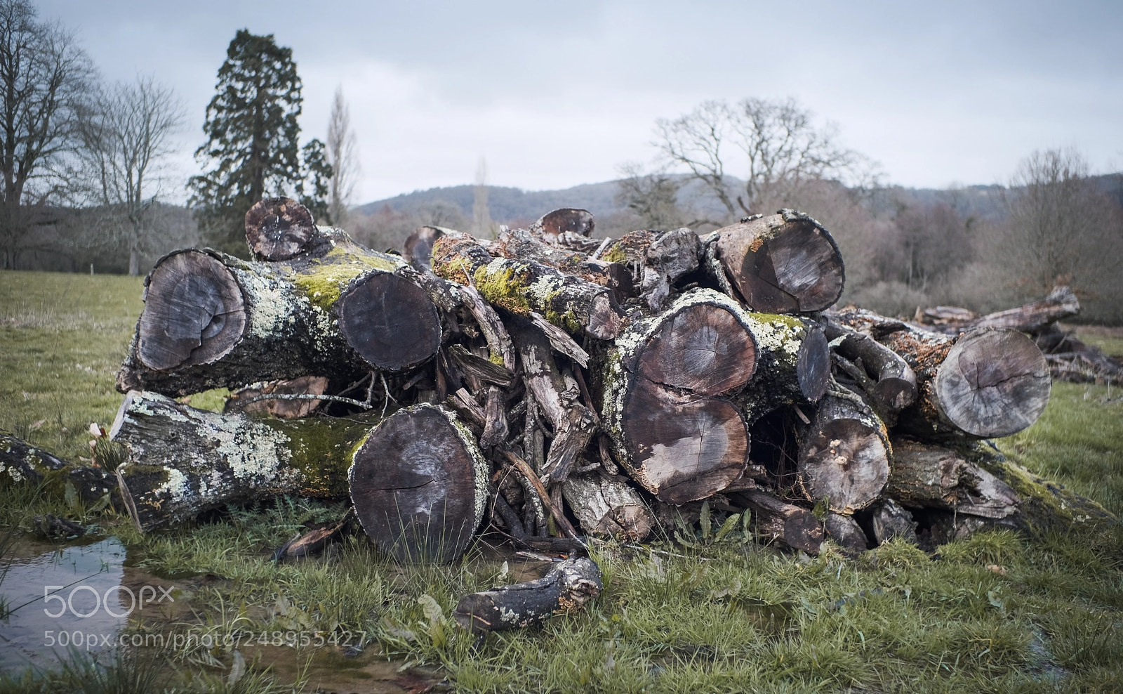 Fujifilm X-H1 sample photo. Chopped wood photography
