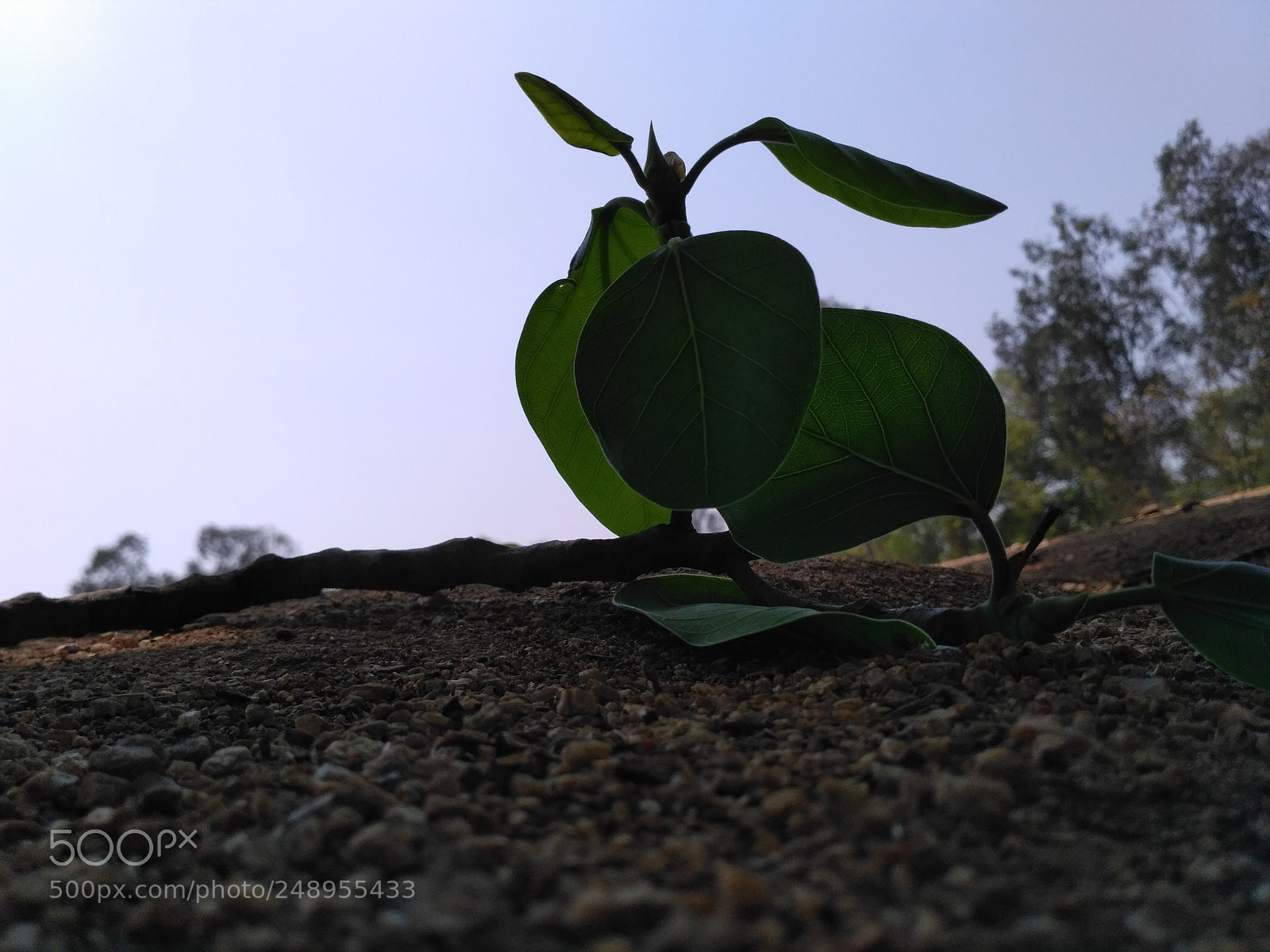 Xiaomi Redmi 3S sample photo. Img_20180308_123957.jpg photography