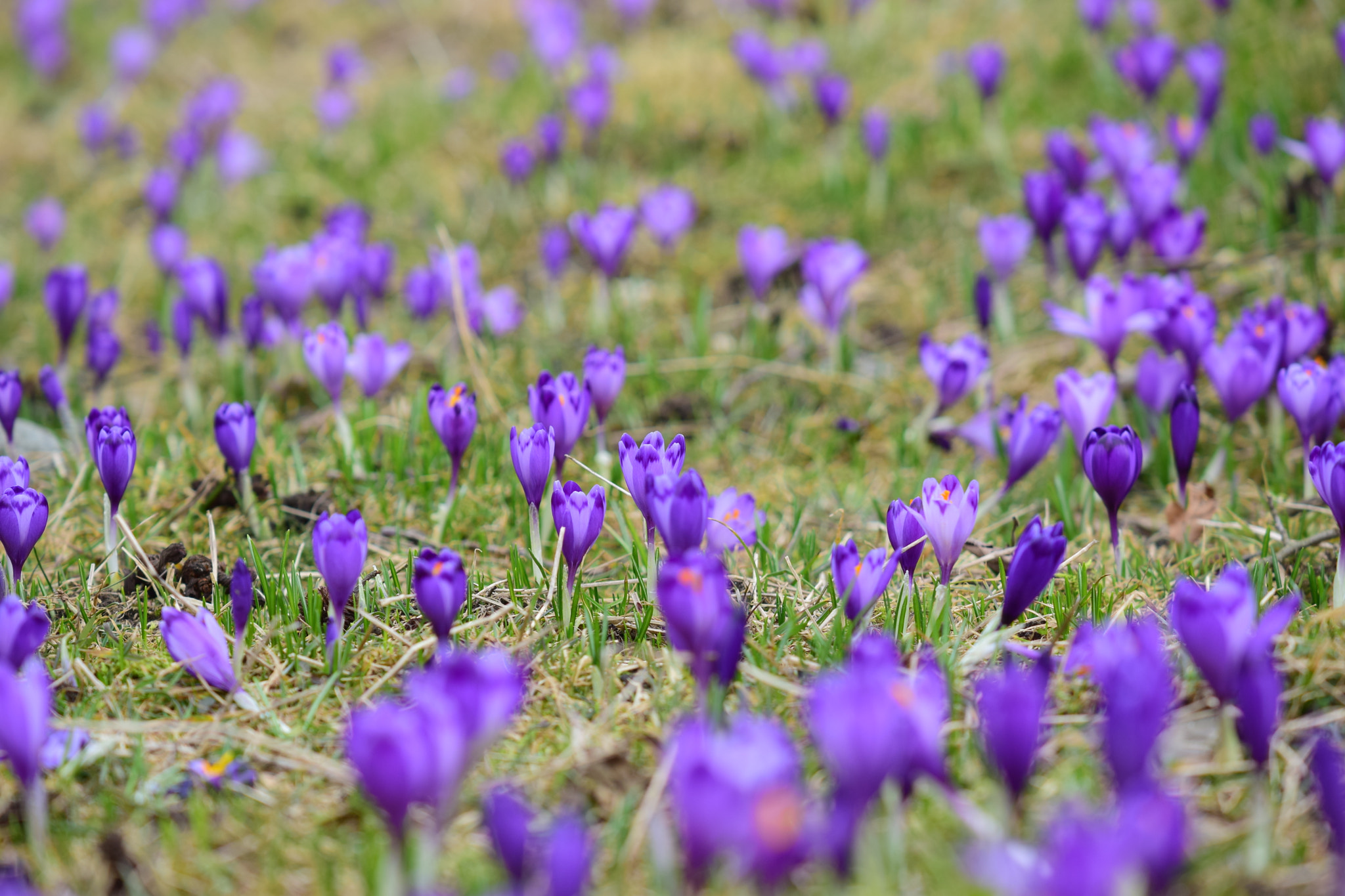 Nikon AF-S DX Micro-Nikkor 85mm F3.5G ED VR sample photo. Violet photography