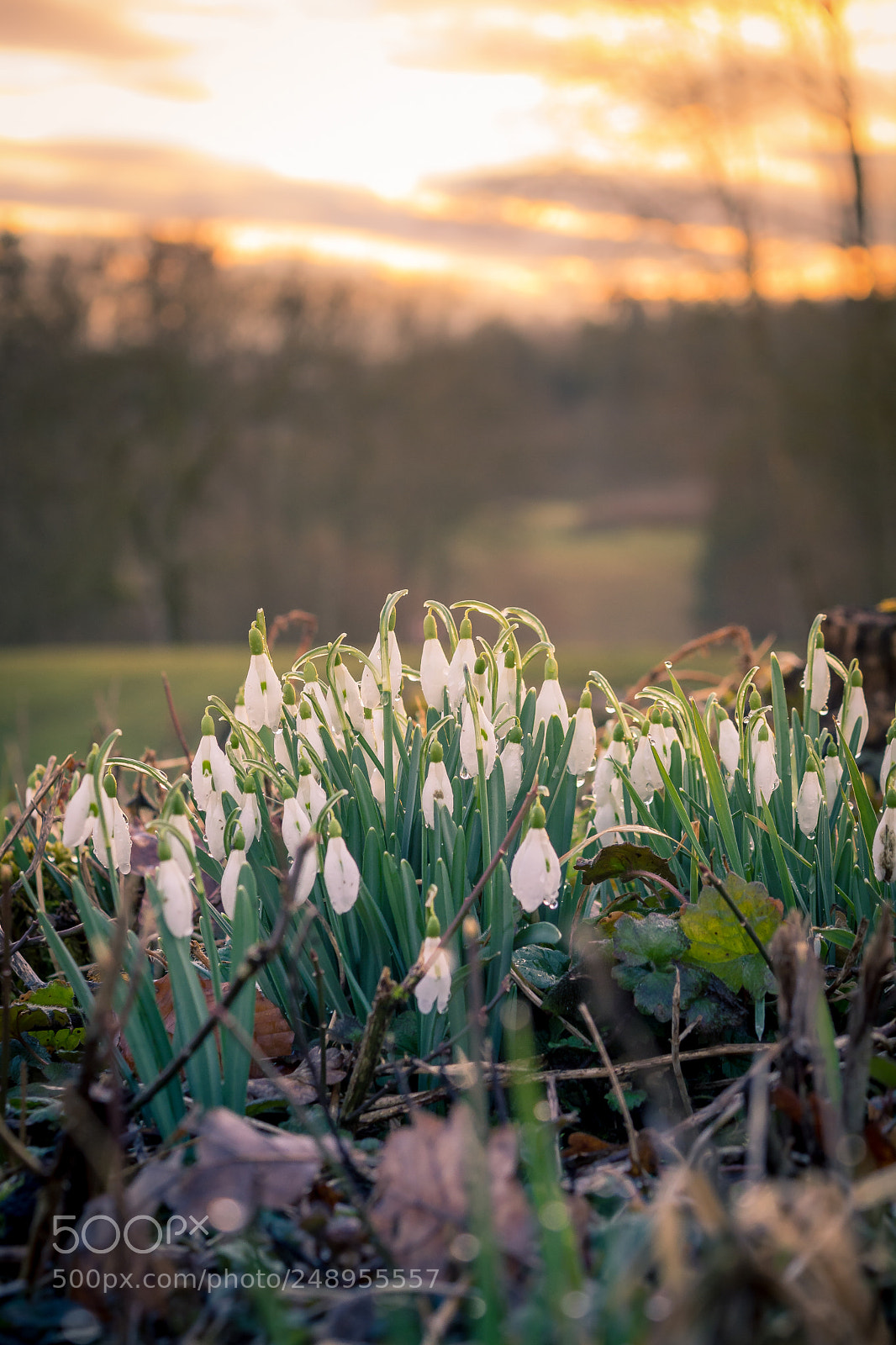 Nikon D5200 sample photo. First day of spring photography