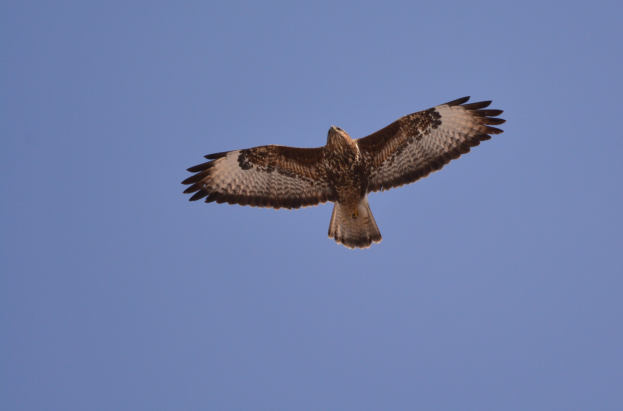 Nikon D7100 + Nikon AF-S Nikkor 200-500mm F5.6E ED VR sample photo. Common buzzard in flight photography