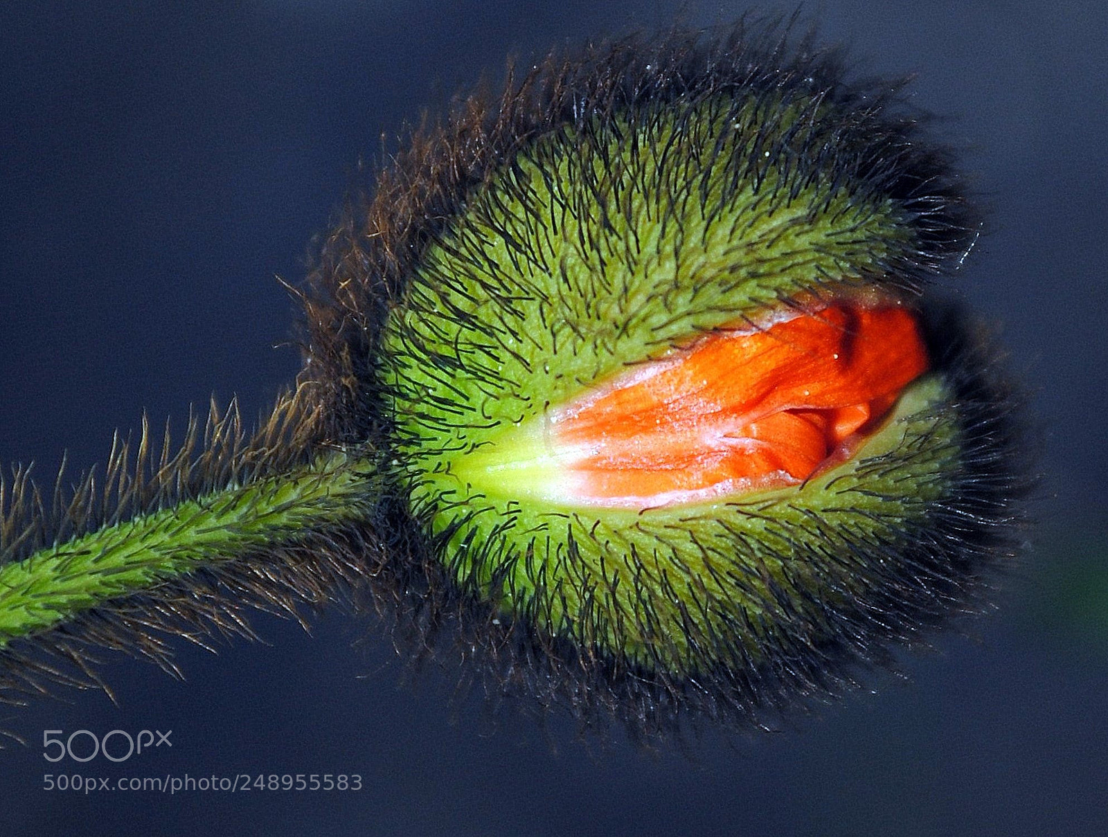 Nikon D3000 sample photo. Hairy bud photography