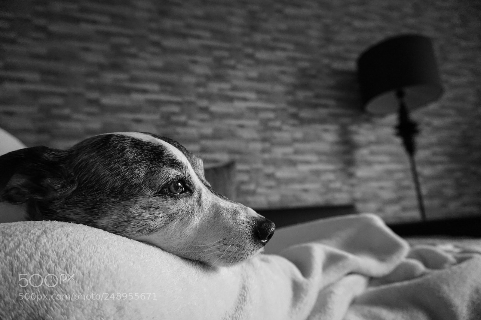 Sony a6000 sample photo. Sancho chillin photography