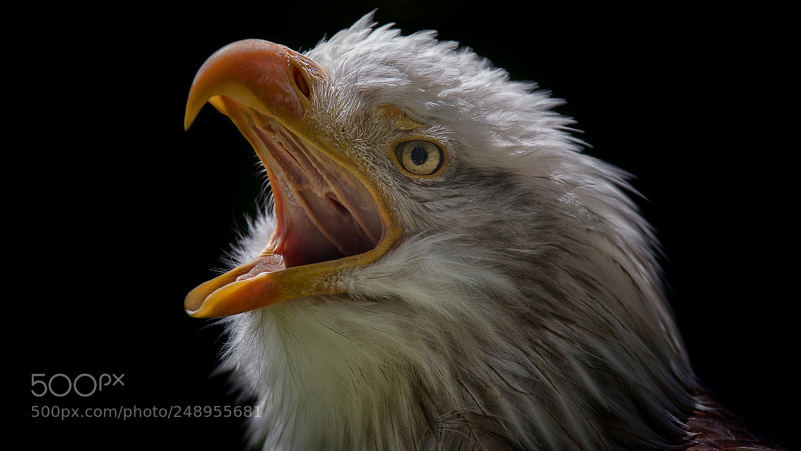 Nikon D810 sample photo. Bald eagle photography