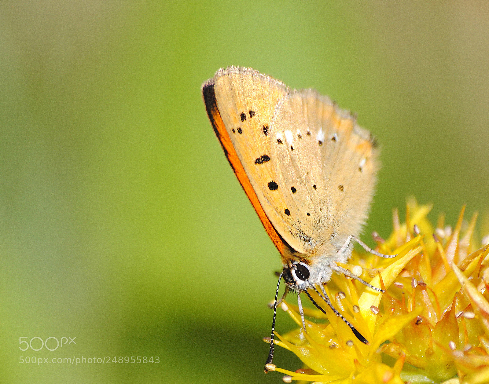 Nikon D3000 sample photo. Butterfly photography