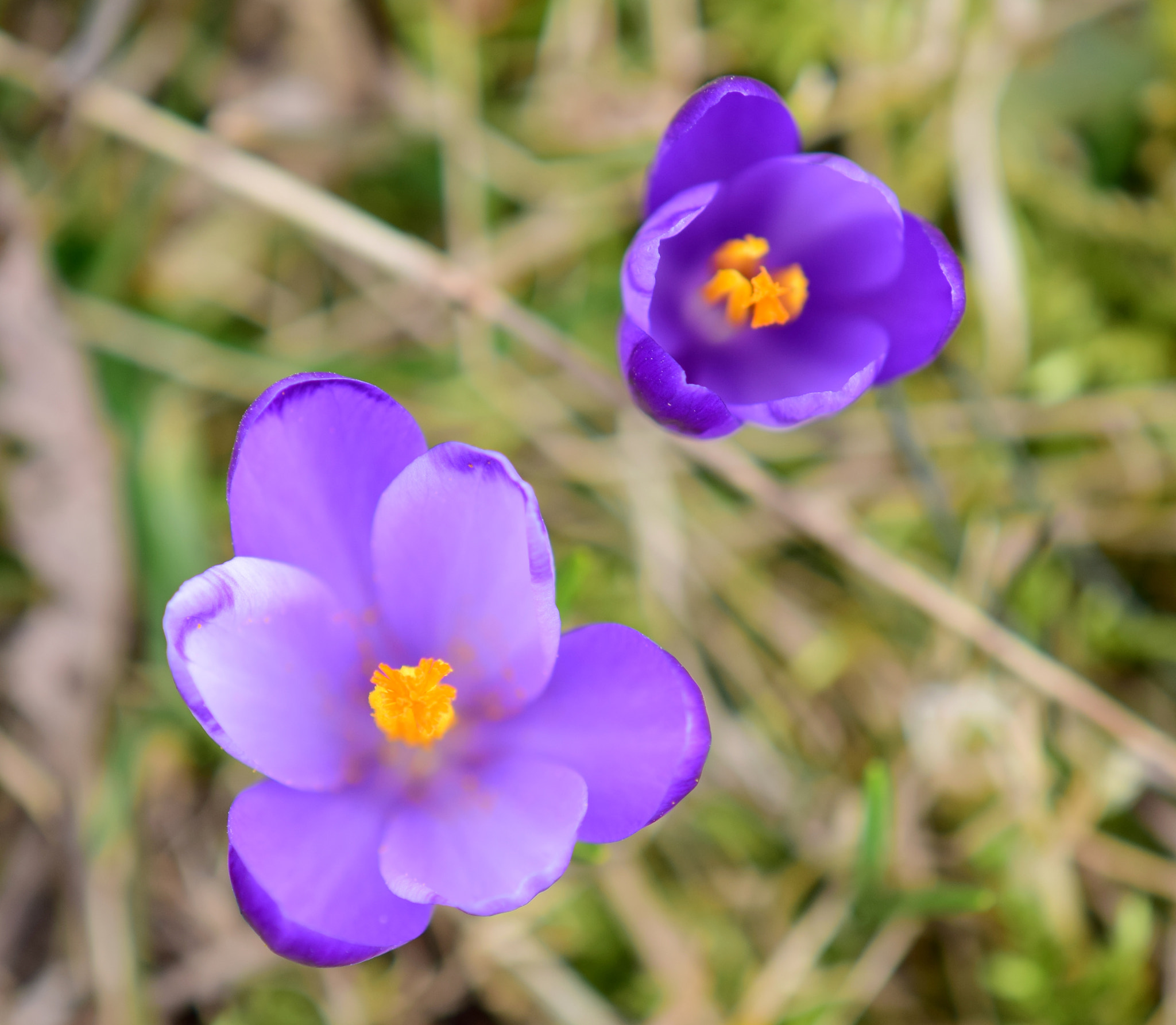Nikon AF-S DX Micro-Nikkor 85mm F3.5G ED VR sample photo. Twins photography