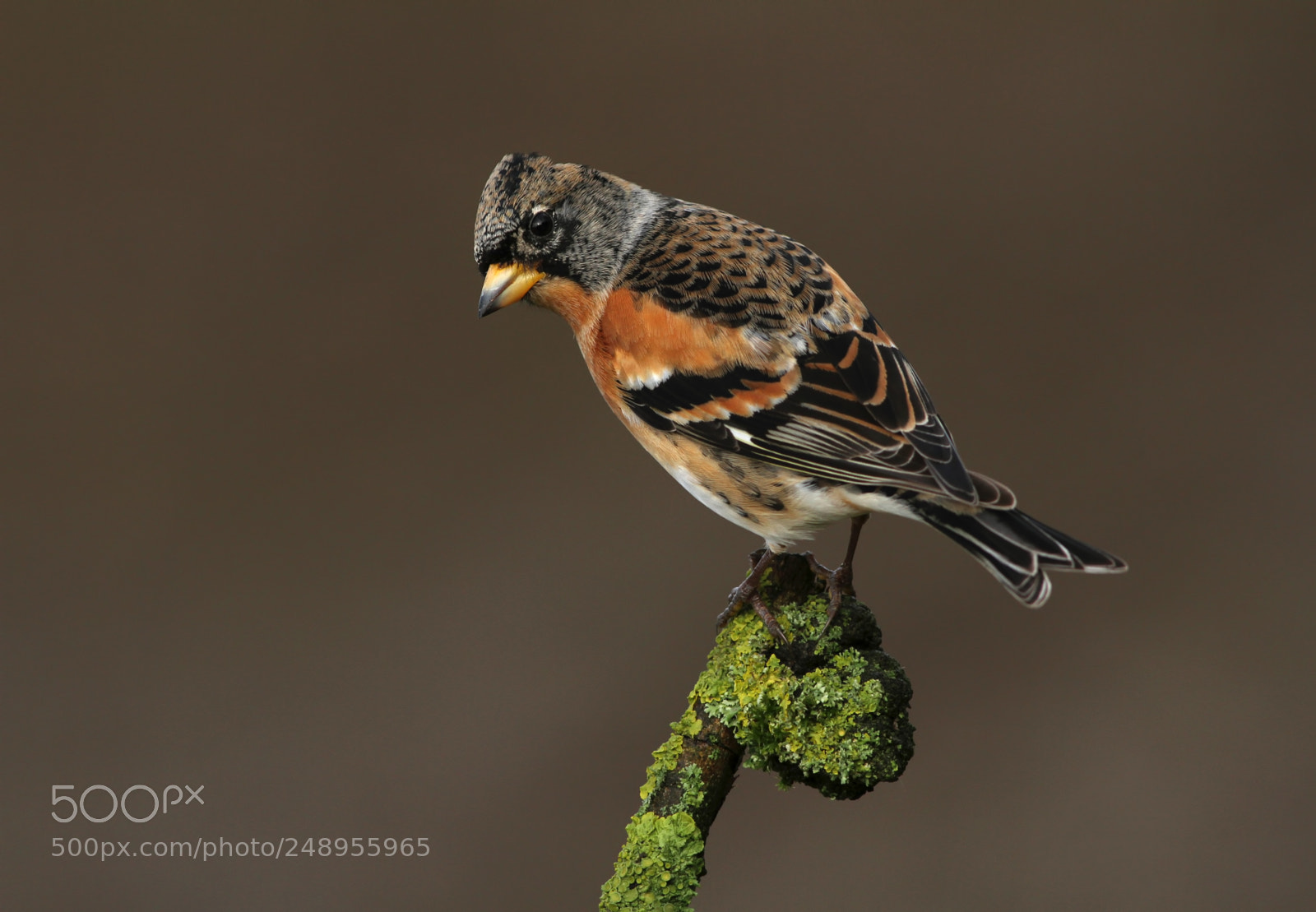 Canon EOS 7D sample photo. Brambling photography