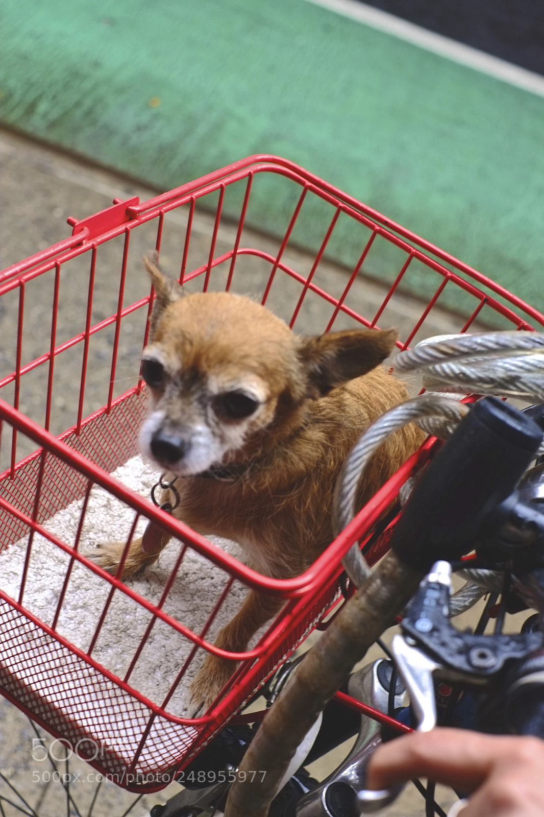 Fujifilm X-Pro1 sample photo. Mobile dog basket close photography
