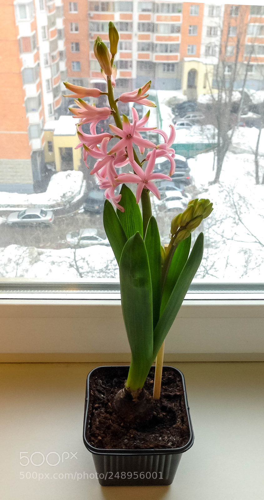 Apple iPhone 5 sample photo. Hyacinth potted on the photography