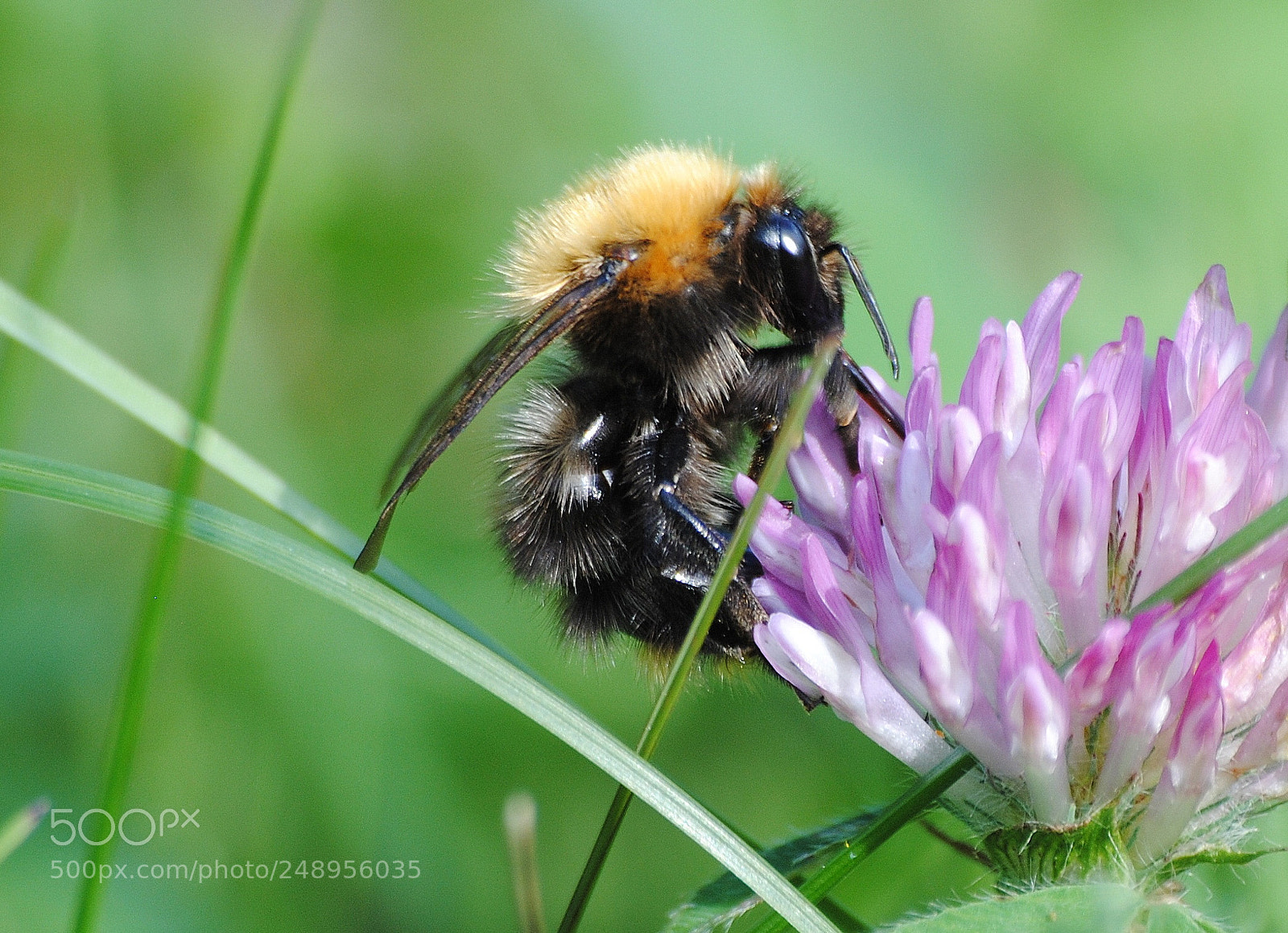 Nikon D3000 sample photo. Bumblebee photography