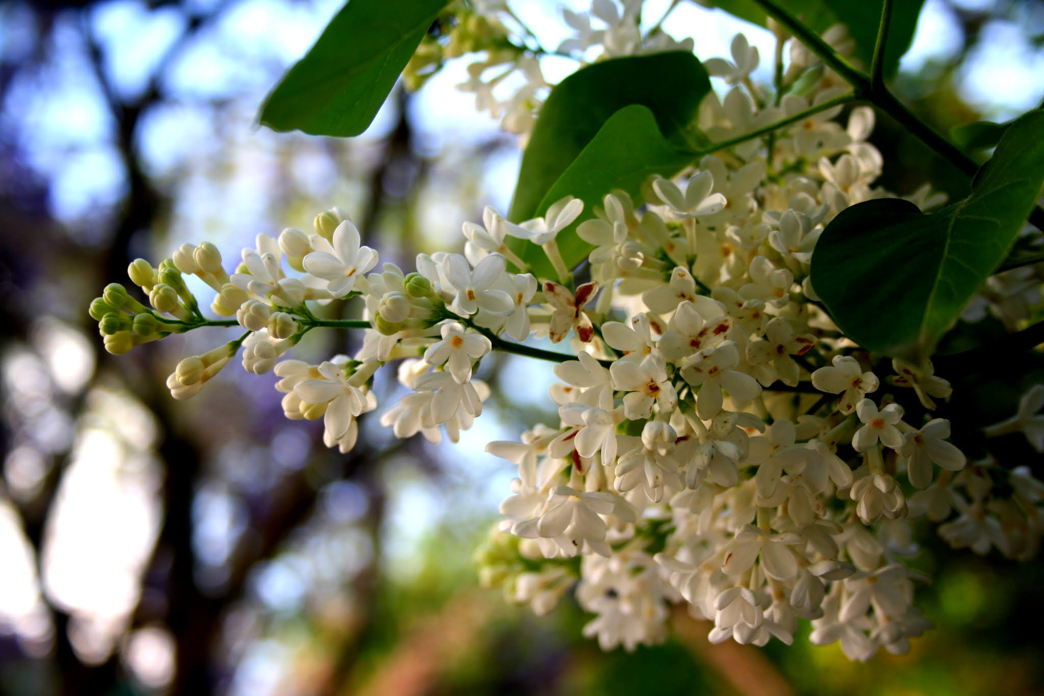 Canon EF-S 18-55mm F3.5-5.6 II sample photo. Lilas photography