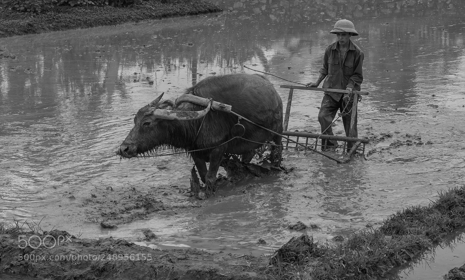 Olympus OM-D E-M1 sample photo. Buffalo at work photography