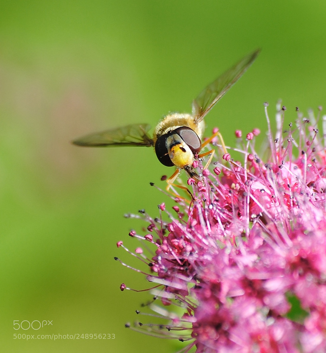 Nikon D3000 sample photo. Pollinator photography