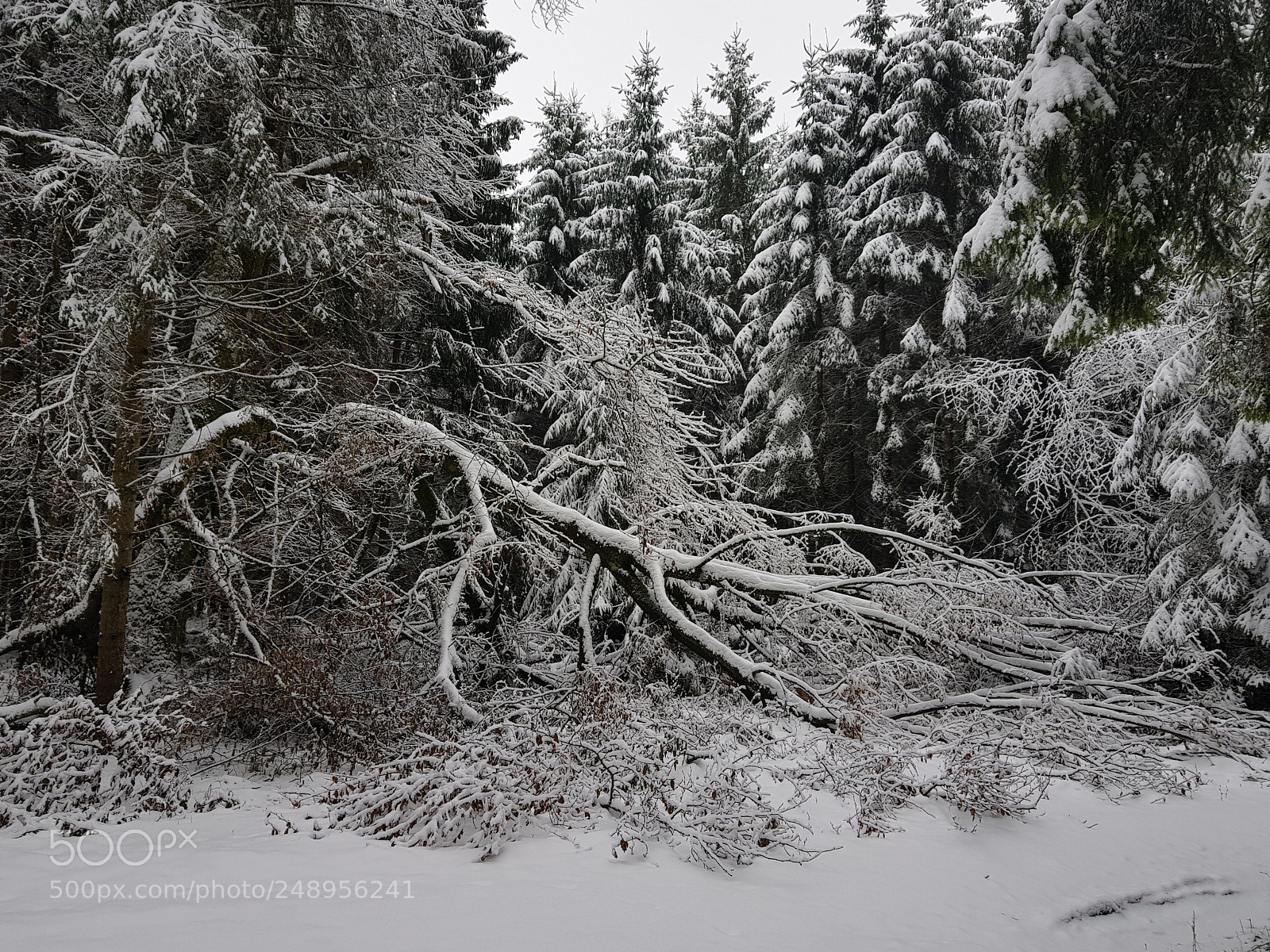 Samsung Galaxy S8+ sample photo. Broken tree photography