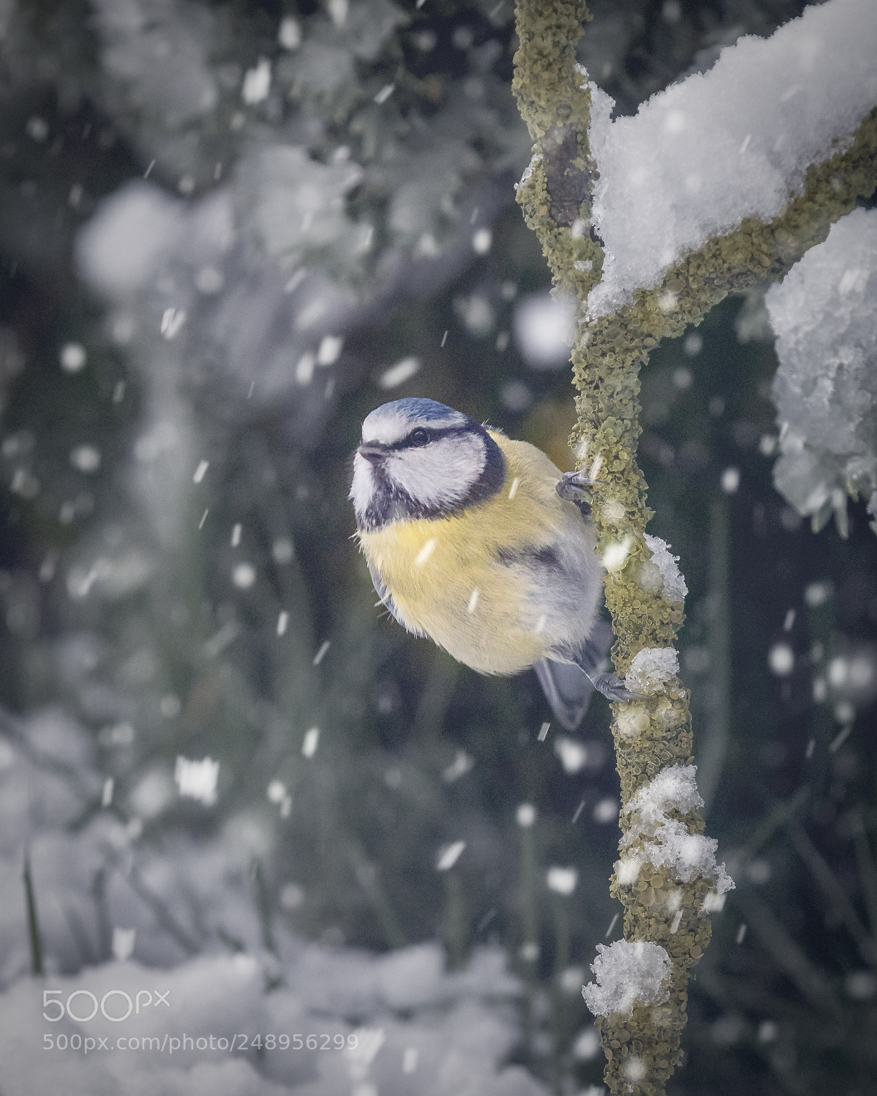 Canon EOS 7D Mark II sample photo. Snowy bluetit photography