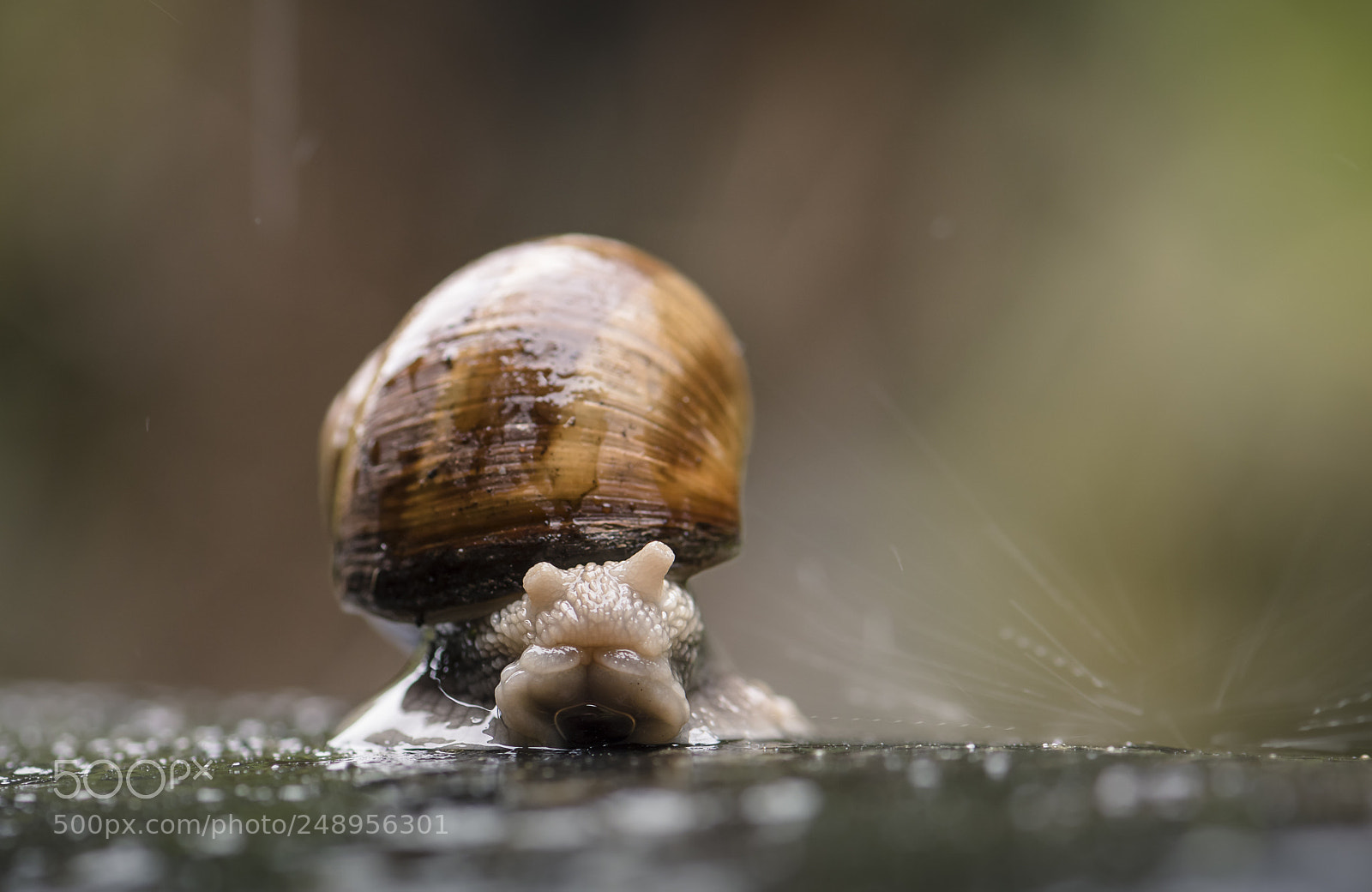 Nikon D5500 sample photo. Shy snail photography