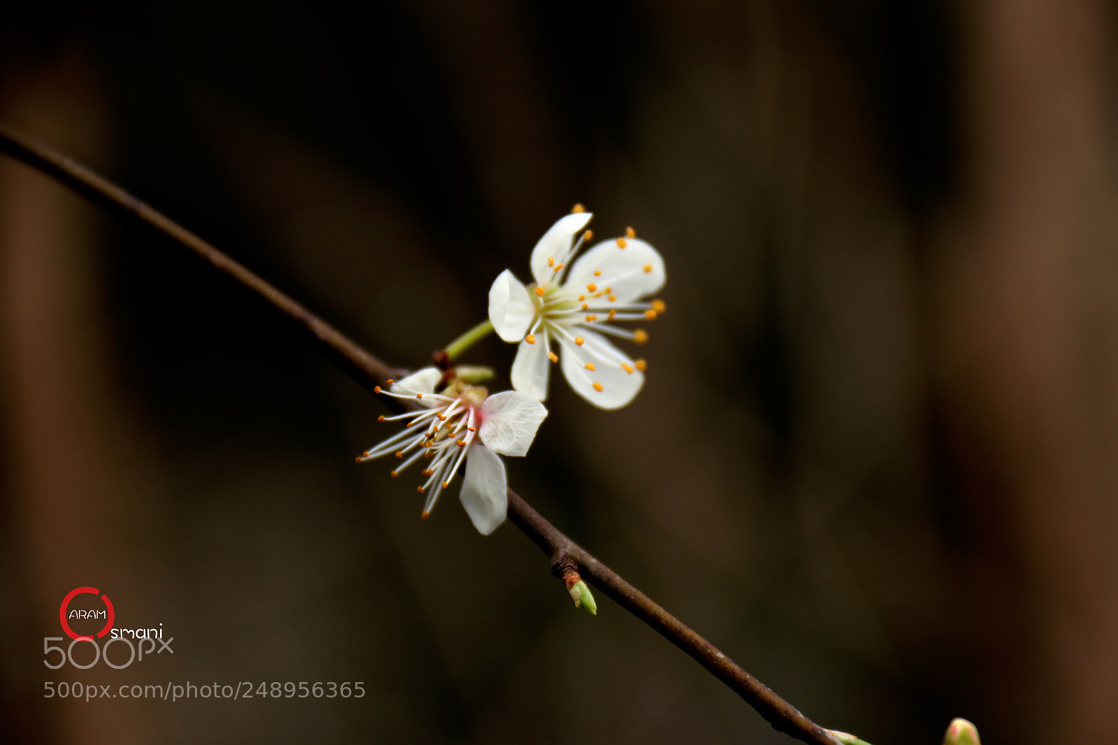 Canon EOS 7D Mark II sample photo. Ca photography