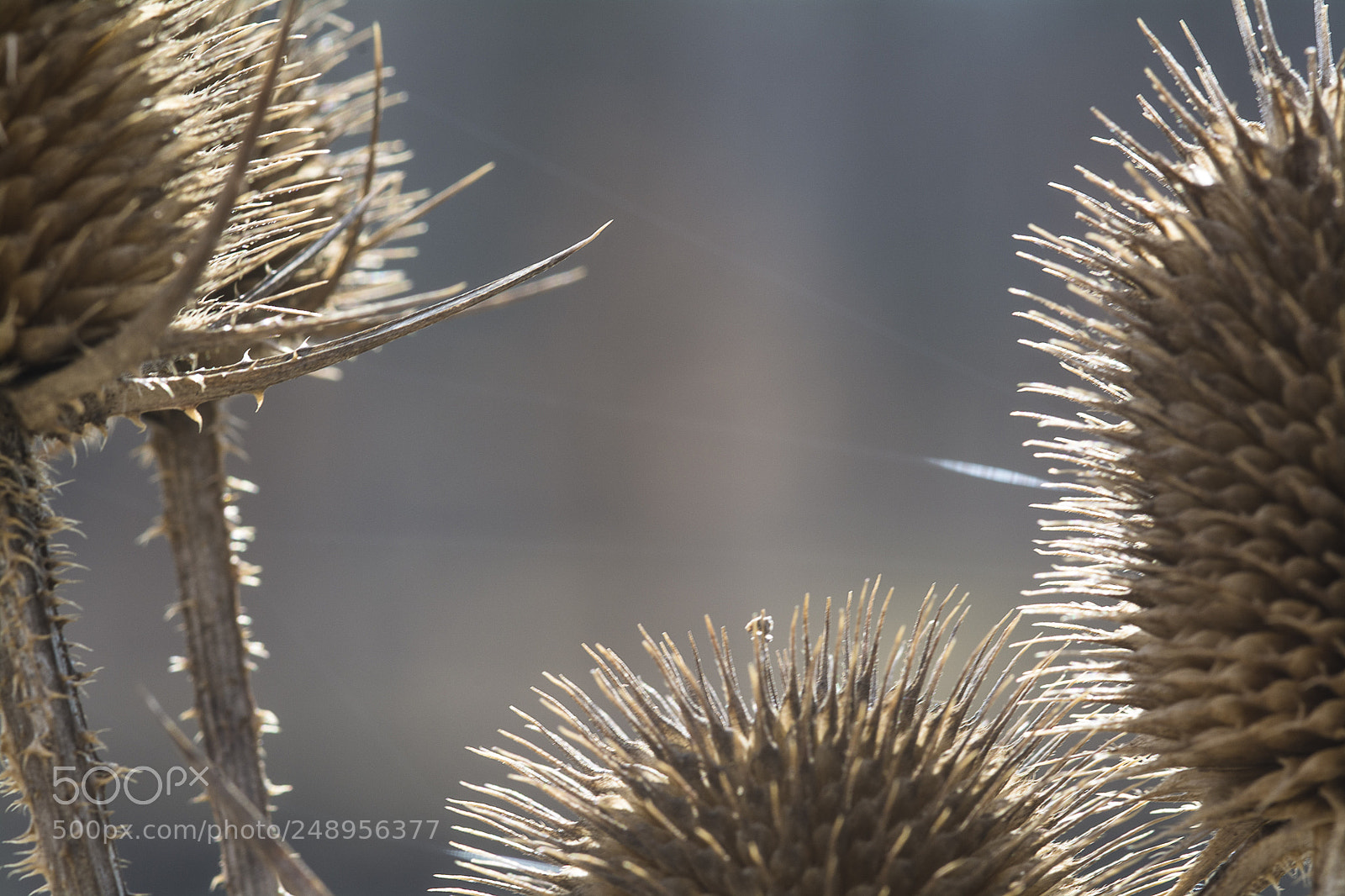 Nikon D7100 sample photo. Spiky photography