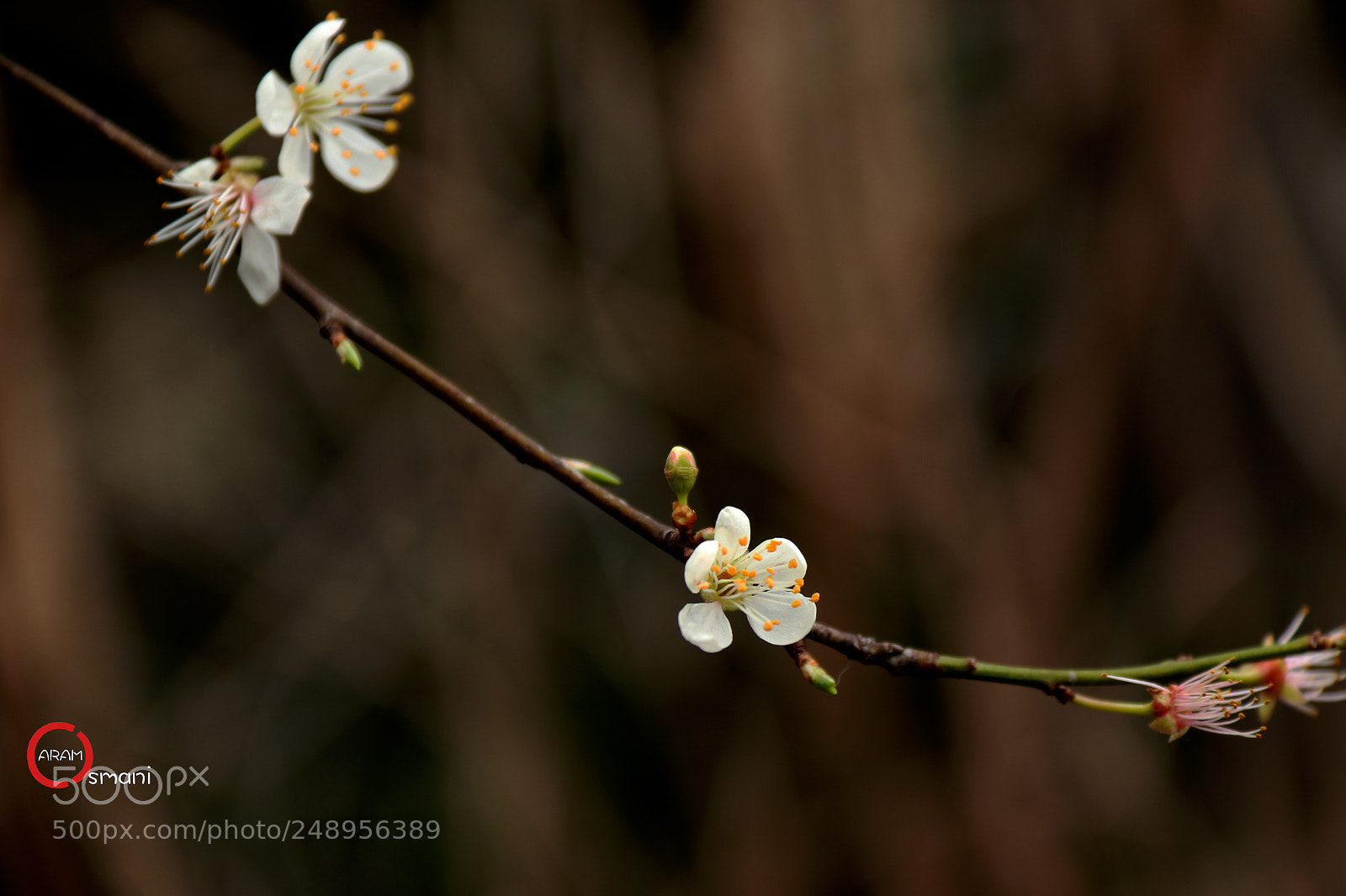 Canon EOS 7D Mark II sample photo. Ca photography