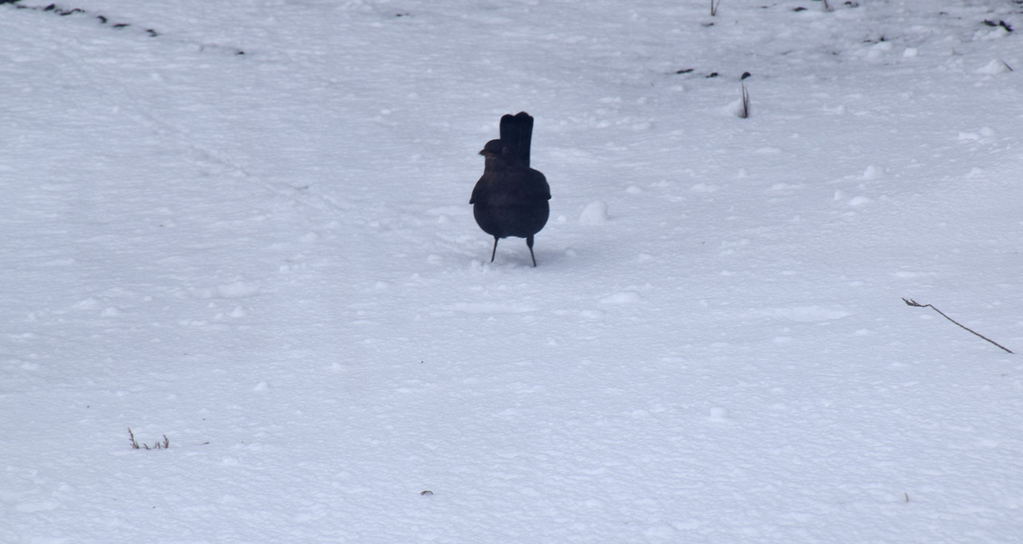 Nikon D3300 sample photo. Bird photography