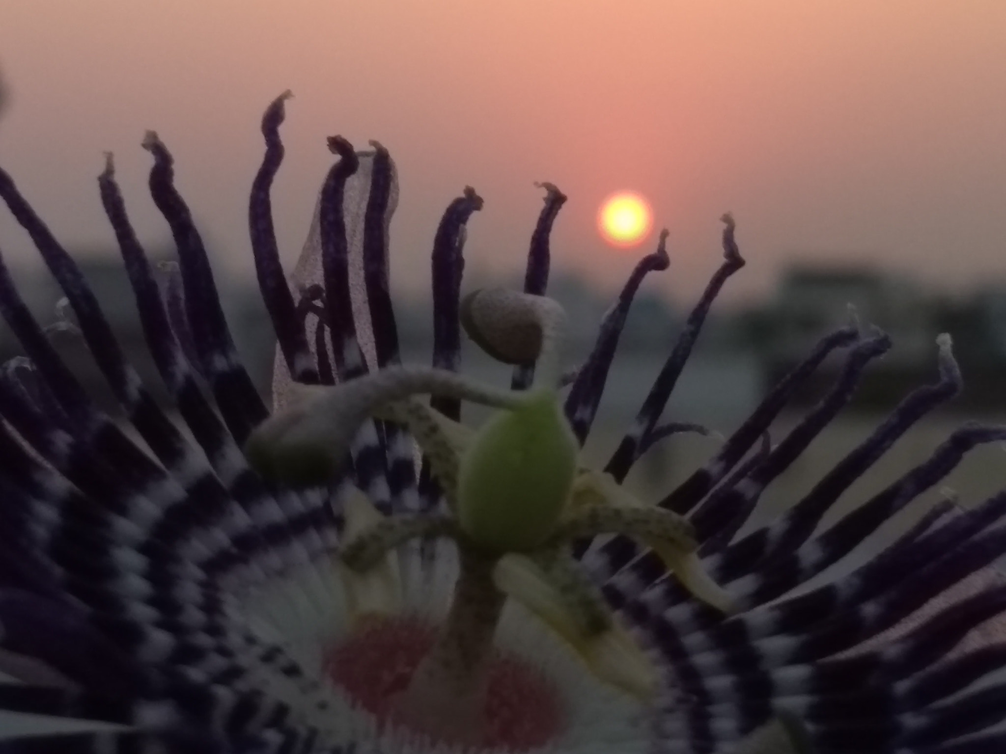 Motorola Moto G (5S) sample photo. Sunset photography