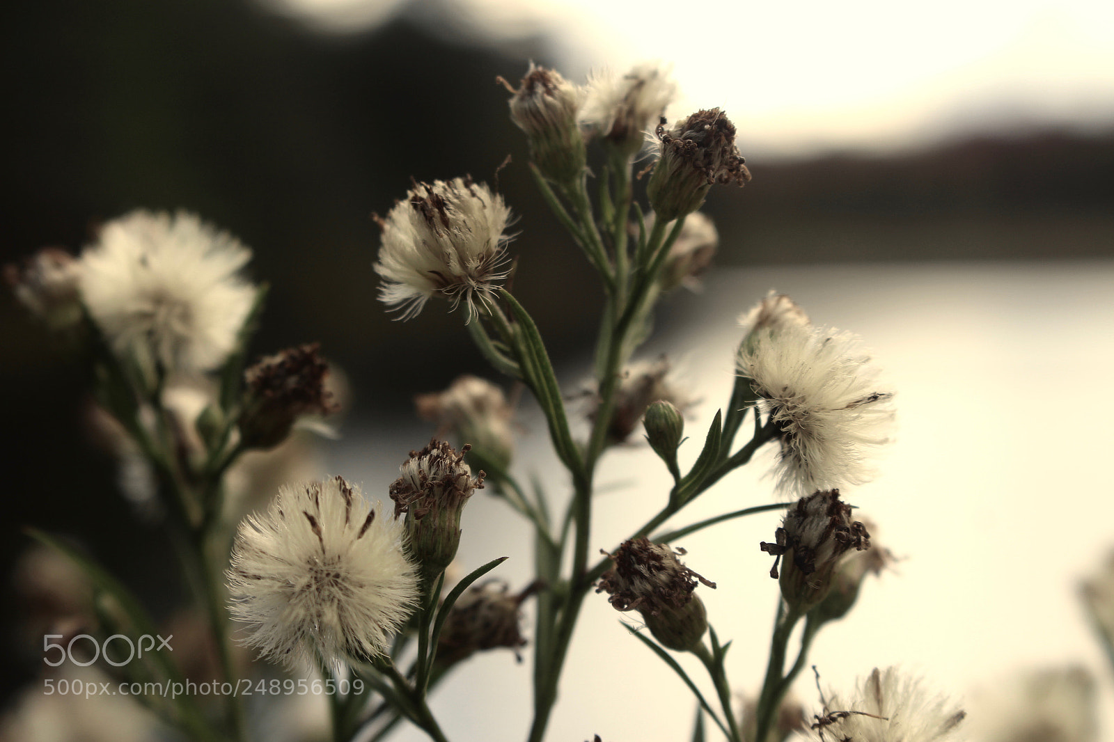 Canon EOS 700D (EOS Rebel T5i / EOS Kiss X7i) sample photo. Autumn flowers ... photography